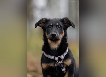 Schlauer SCHON möchte eigene Familie finden