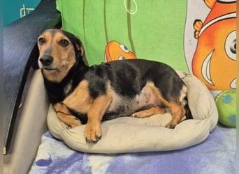 Katzenliebe MARTA hofft auf eine Familie