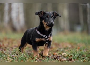 Schlauer SCHON möchte eigene Familie finden