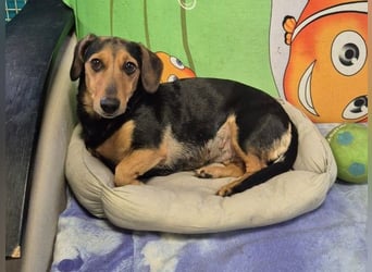 Katzenliebe MARTA hofft auf eine Familie