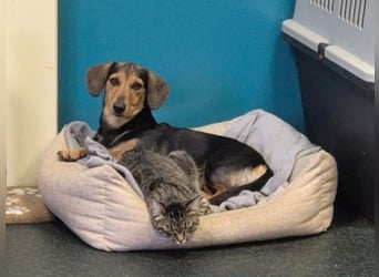 Katzenliebe MARTA hofft auf eine Familie