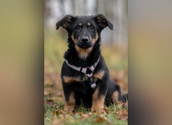 Schlauer SCHON möchte eigene Familie finden