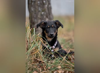Schlauer SCHON möchte eigene Familie finden