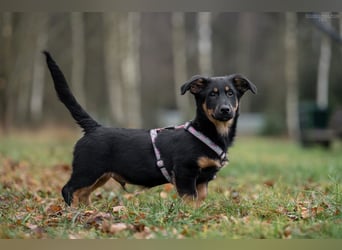 Schlauer SCHON möchte eigene Familie finden