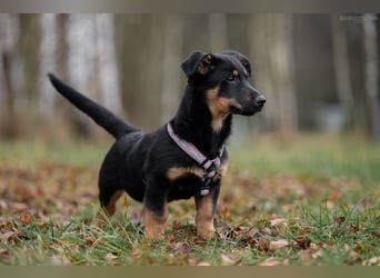 Schlauer SCHON möchte eigene Familie finden
