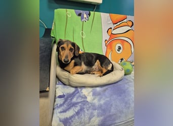 Katzenliebe MARTA hofft auf eine Familie