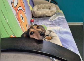 Katzenliebe MARTA hofft auf eine Familie