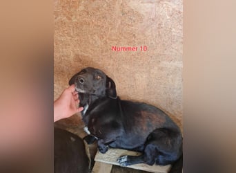 Pearl- schwarzes „Dackel“ Mix Mädchen“ ca. 6 Jahre alt