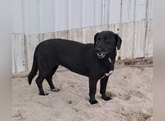 Pearl- schwarzes „Dackel“ Mix Mädchen“ ca. 6 Jahre alt