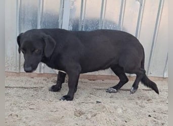 Pearl- schwarzes „Dackel“ Mix Mädchen“ ca. 6 Jahre alt