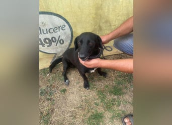 Pearl- schwarzes „Dackel“ Mix Mädchen“ ca. 6 Jahre alt