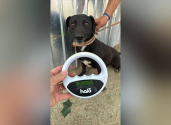 Pearl- schwarzes „Dackel“ Mix Mädchen“ ca. 6 Jahre alt