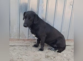 Pearl- schwarzes „Dackel“ Mix Mädchen“ ca. 6 Jahre alt