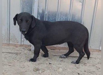 Pearl- schwarzes „Dackel“ Mix Mädchen“ ca. 6 Jahre alt