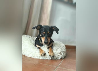 Dackel-Mix Yoshi wartet in 56729 Bermel auf ein Zuhause mit klaren Grenzen und Strukturen.