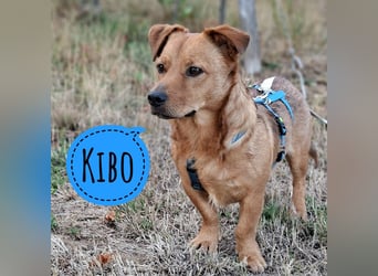 Kibo ein absoluter Engel