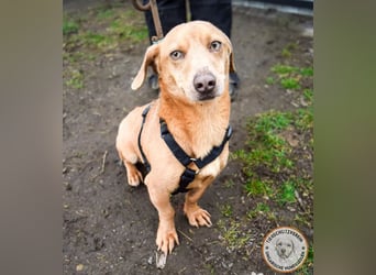 Rudi – der Kuschelkandidat mit den leuchtenden Augen