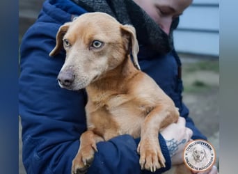 Rudi – der Kuschelkandidat mit den leuchtenden Augen