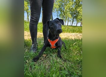 Andrina - junge Dackel-Mix-Hündin wartet auf ihr Happy End
