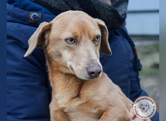 Rudi – der Kuschelkandidat mit den leuchtenden Augen