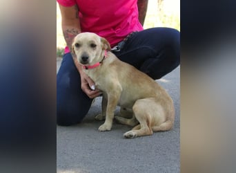 Attina – Kleine Pfoten, große Abenteuerlust