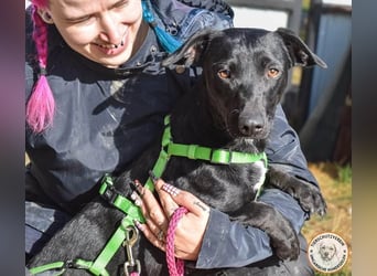 Andrina - junge Dackel-Mix-Hündin wartet auf ihr Happy End