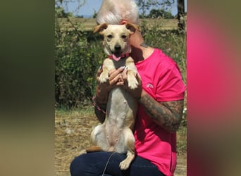 Attina – Kleine Pfoten, große Abenteuerlust