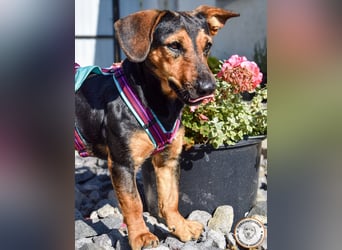 Nadin - kleine Hüpfkünstlerin auf Körbchensuche