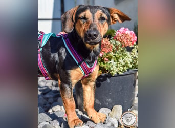 Nadin - kleine Hüpfkünstlerin auf Körbchensuche