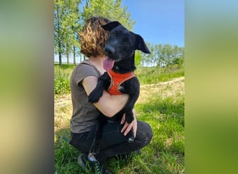 Andrina - junge Dackel-Mix-Hündin wartet auf ihr Happy End