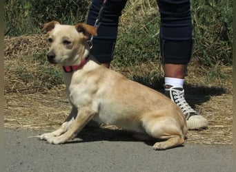 Attina – Kleine Pfoten, große Abenteuerlust
