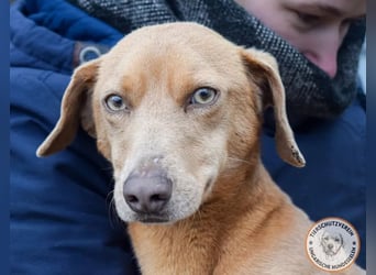 Rudi – der Kuschelkandidat mit den leuchtenden Augen