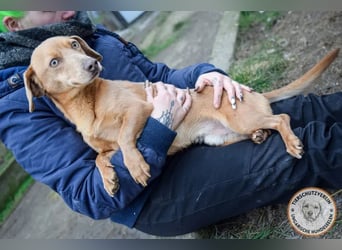 Rudi – der Kuschelkandidat mit den leuchtenden Augen
