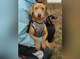 Rudi – der Kuschelkandidat mit den leuchtenden Augen