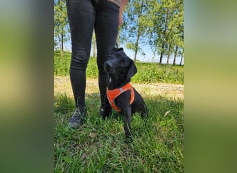 Andrina - junge Dackel-Mix-Hündin wartet auf ihr Happy End