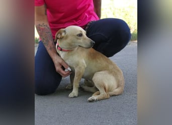 Attina – Kleine Pfoten, große Abenteuerlust