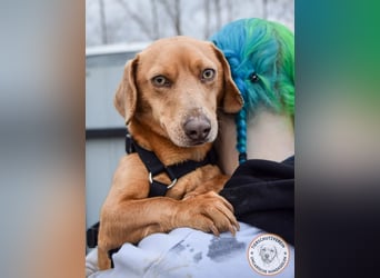 Rudi – der Kuschelkandidat mit den leuchtenden Augen