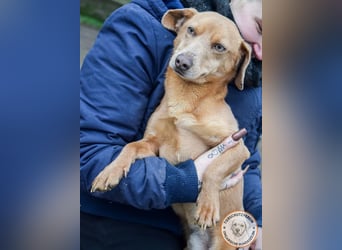 Rudi – der Kuschelkandidat mit den leuchtenden Augen