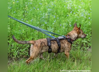 Tiger – Ein Unikat für aktive Menschen