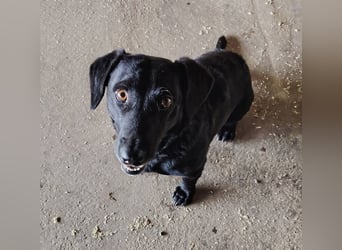 Fifi von kettenlos