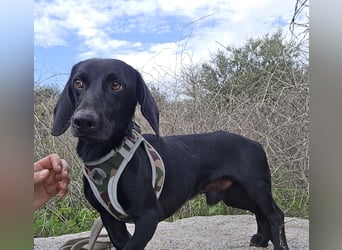 Cinque: Traumhund für Dackefreunde