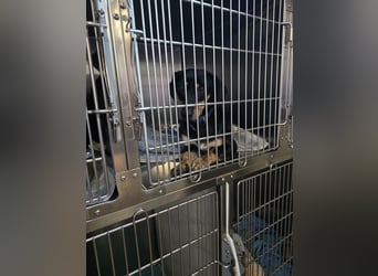 Otto: wer verliebt sich in den Gute Laune Hund - gerne PS