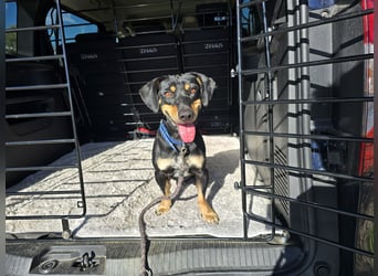 Otto: ein Schatz für überall mit Dabei