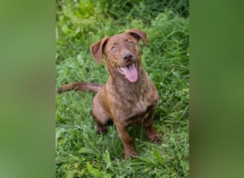 Monty - Der witzige  Dackeljunge Monty sucht ein Zuhause oder Pflegestelle zum 15.08.2026!