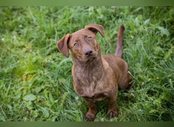 Monty - Der witzige  Dackeljunge Monty sucht ein Zuhause oder Pflegestelle zum 15.08.2026!