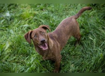 Monty - Der witzige  Dackeljunge Monty sucht ein Zuhause oder Pflegestelle zum 15.08.2026!