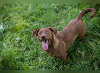 Monty - Der witzige  Dackeljunge Monty sucht ein Zuhause oder Pflegestelle zum 15.08.2026!