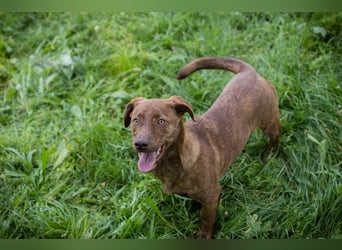 Monty - Der witzige  Dackeljunge Monty sucht ein Zuhause oder Pflegestelle zum 15.08.2026!