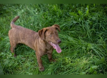Monty - Der witzige  Dackeljunge Monty sucht ein Zuhause oder Pflegestelle zum 15.08.2026!