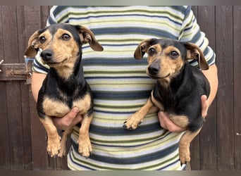 Lotti & Lotta – zwei liebevolle Dackelmix-Schwestern suchen ein Zuhause
